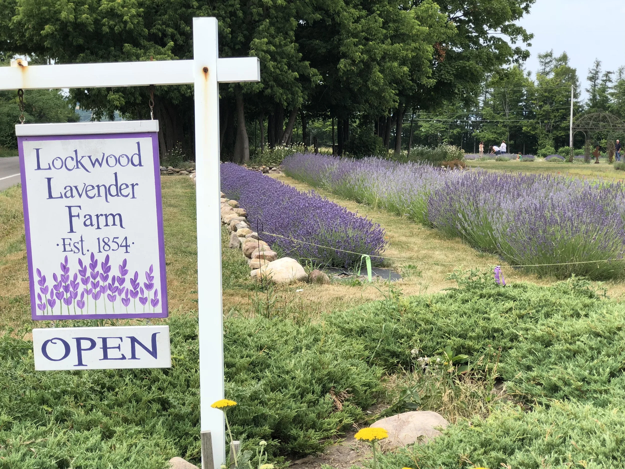 Image taken by Samantha McHenry, Lavender Farm, 2018.