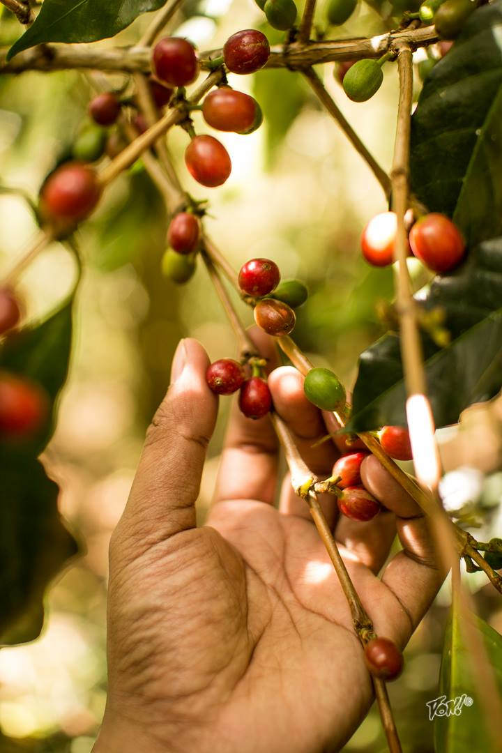 coffee cherries - von photo.jpg