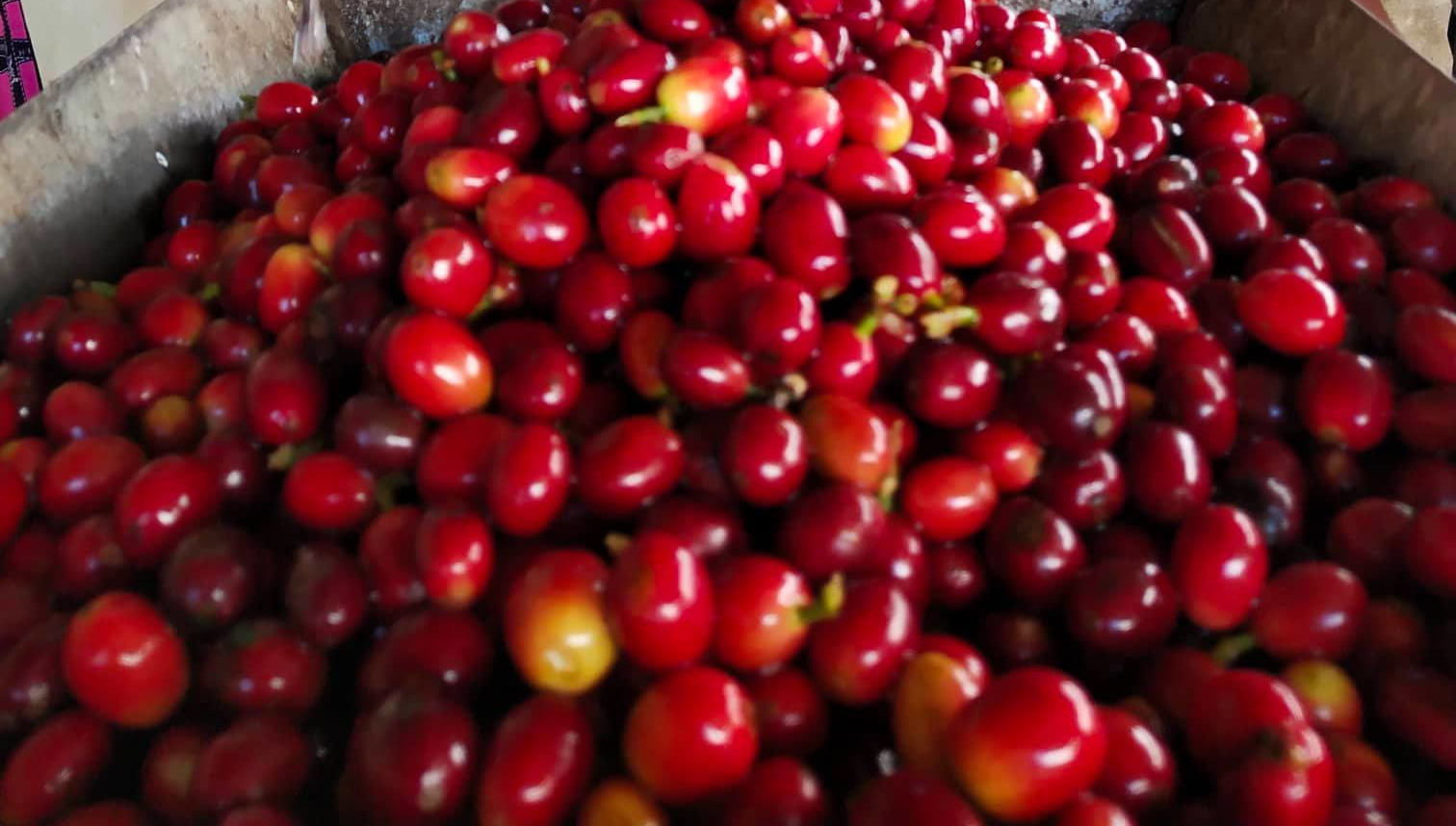 coffee-beans.jpg
