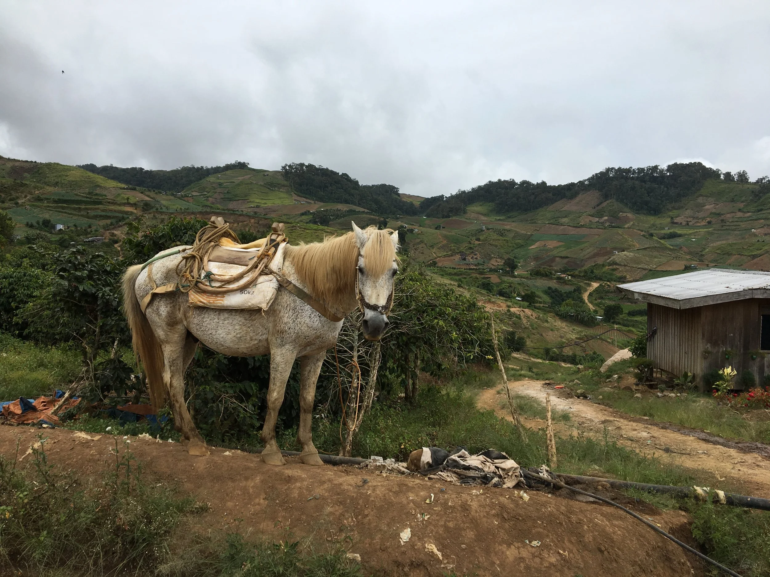 From Rugged Roads to Fresh Brews: A Labour Day Tribute to Coffee Farmers and Their Horses in Davao