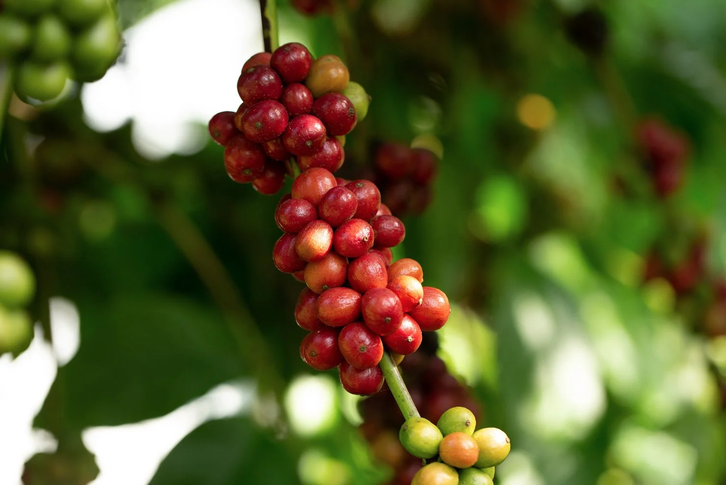 robusta_coffee.jpg