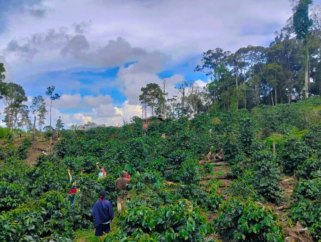 SMD Farmers' Cooperative Kapé [Lanao del Sur]
