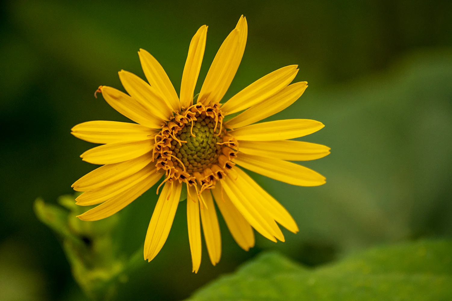flower.jpg