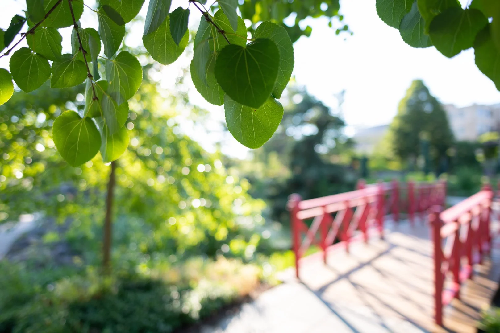 A Stroll Through Nature