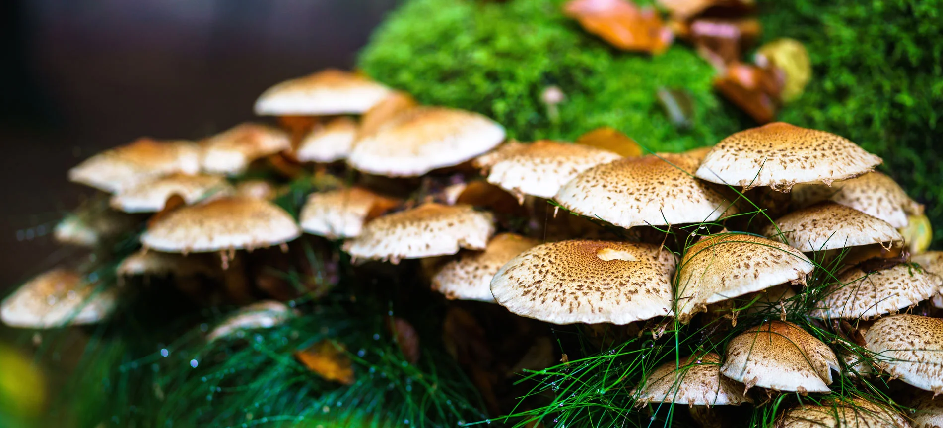 jakob-creutz-427450-unsplash_cut.jpg
