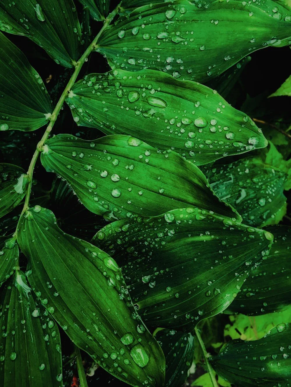 Leaf with water droplets