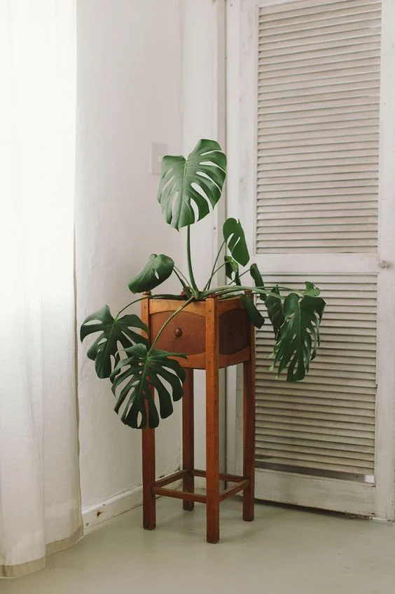 cheese_plant.jpg