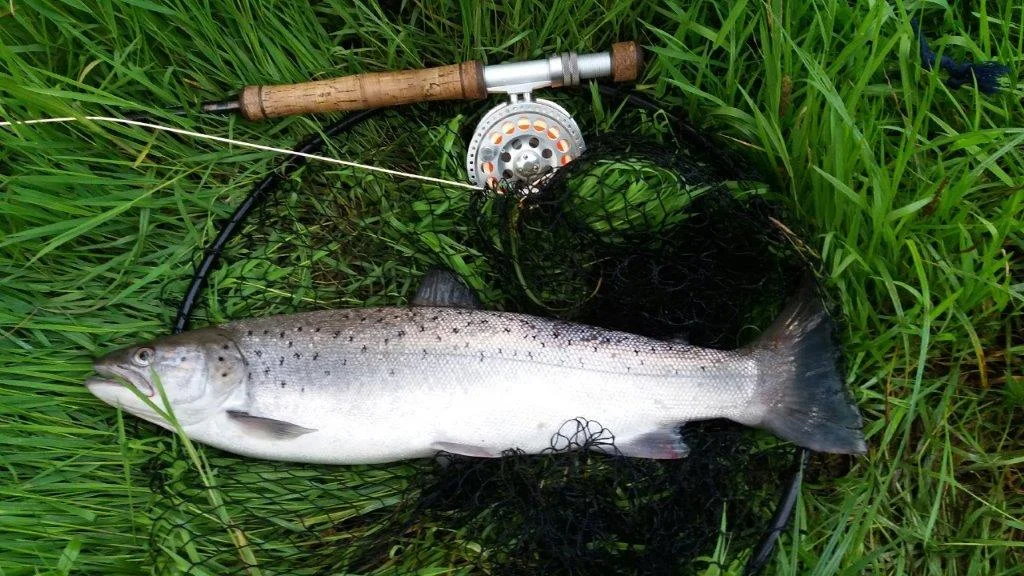 sea+trout+from+the+hodder,+whitewell+fishing.jpeg