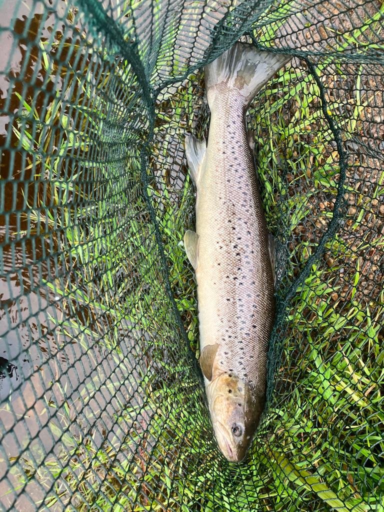 sea trout late July 2023 no3.JPG