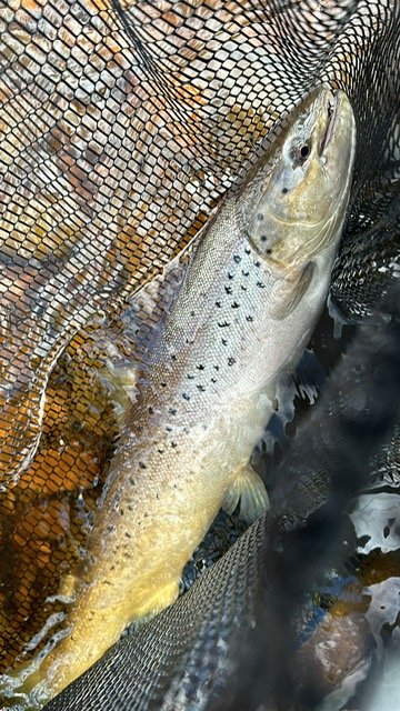 sea trout July 2023 - 2.JPG