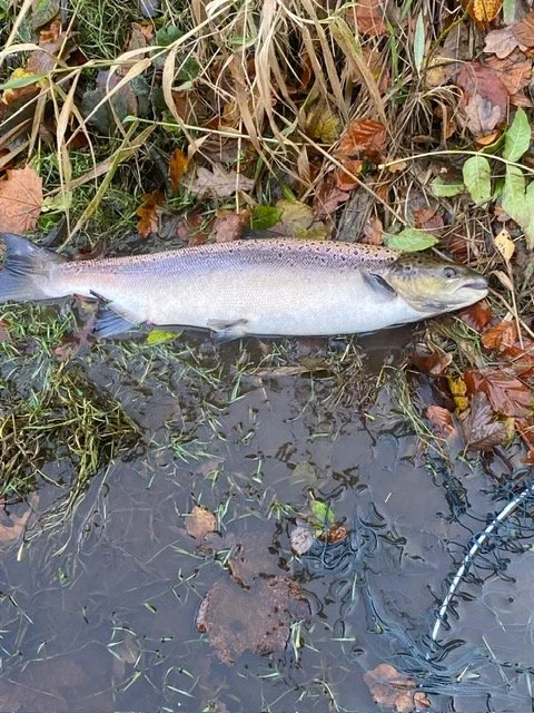 Mick last day 7lb 2025.JPG