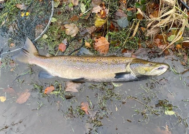 Mick last day 23lb 2025.jpg