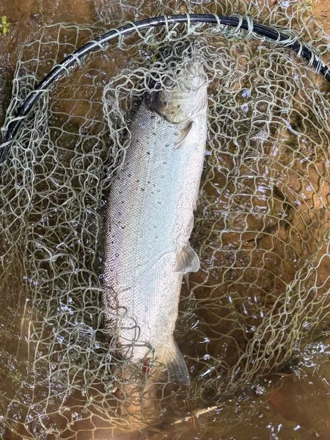 Alan sea trout june 2026.jpg