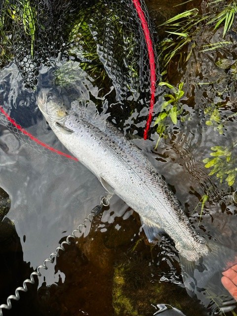 Dave B sea trout June 2026.JPG