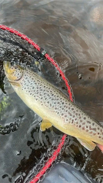 James B trout June 2026.JPG