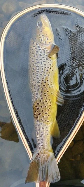 David Hoyle trout June 2026.JPG
