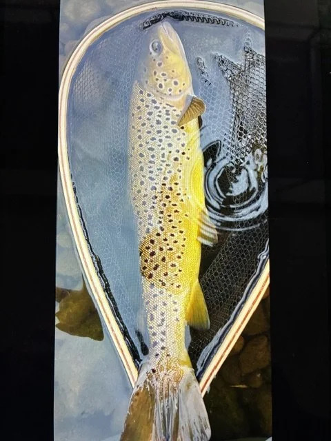 trout june 2026 new photo.jpeg