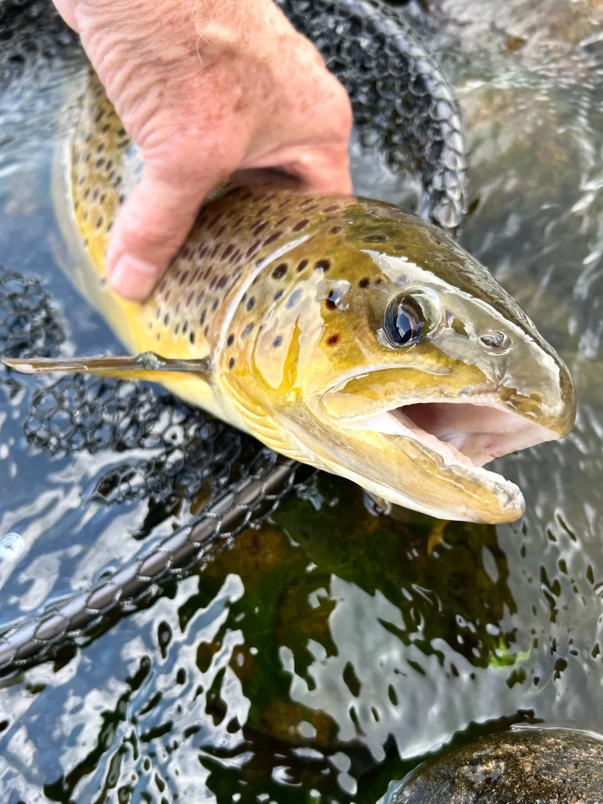 John A big trout 2026.jpg