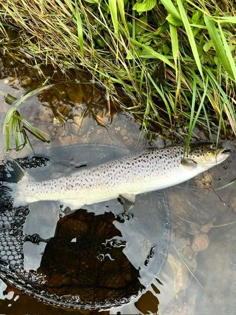 John A sept sea trout 2026.jpg