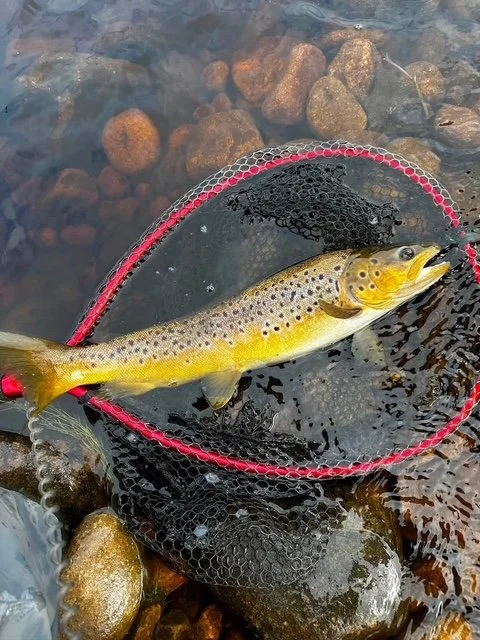 sept Brown trout 2026.jpg