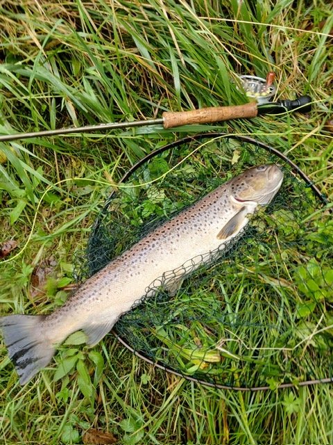 Sean sea trout late sept 2026.jpg