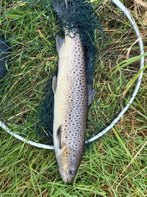 Paul H Sea trout late sept 2026.jpg
