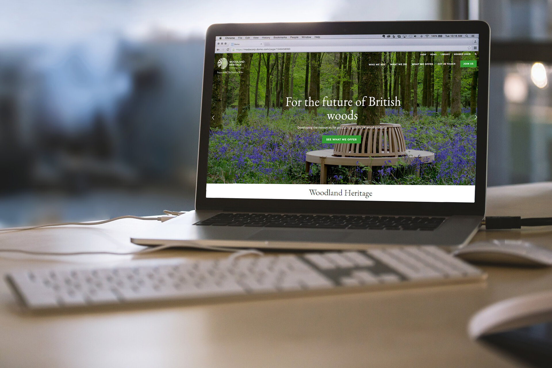   SEE THE WOOD FOR THE TREES  with our eye-catching website designs &amp; SEO   View Project  