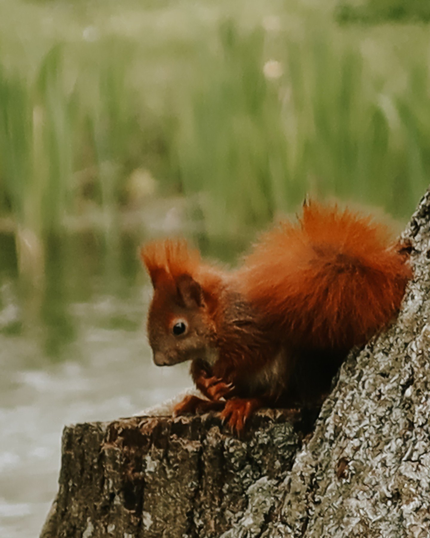 Rencontre avec un autre qu'humain 🐿️👇

Pour nous relier &agrave; la nature, il nous suffit de choisir un endroit que nous visitons r&eacute;guli&egrave;rement et que nous apprenons &agrave; conna&icirc;tre comme un&middot;e meilleur&middot;e ami&mi