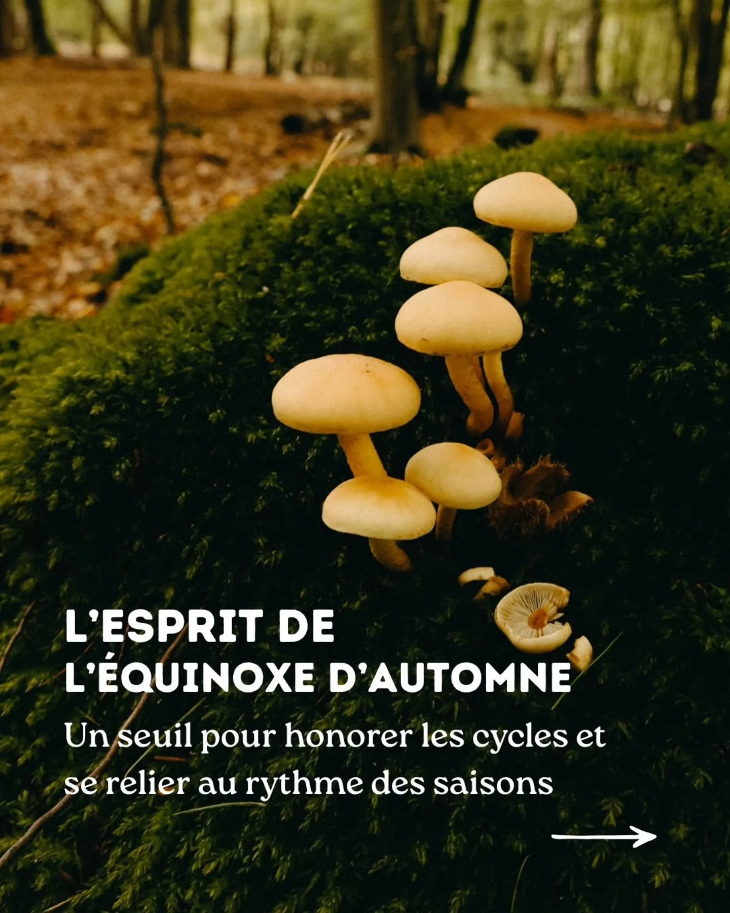 Quand l&rsquo;&eacute;t&eacute; s&rsquo;efface et que la lumi&egrave;re d&eacute;cline, un seuil s&rsquo;ouvre&hellip;

Swipe ⇻ pour explorer l&rsquo;esprit de l&rsquo;automne

L&rsquo;&eacute;quinoxe d&rsquo;automne est un passage rare o&ugrave; la 