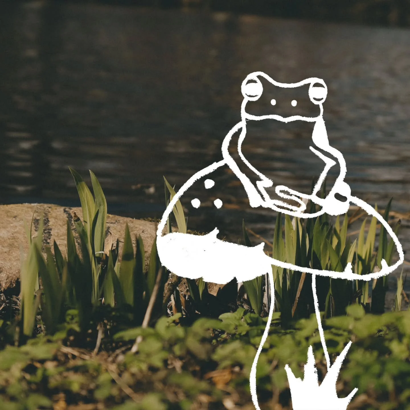 Fin mars, debut avril, c'est le moment o&ugrave; les grenouilles rentrent chez elles.

Chaque ann&eacute;e, elles traversent le petit chemin qui m&egrave;ne chez mes parents la nuit pour rejoindre l'&eacute;tang o&ugrave; elles sont n&eacute;es. Ma s