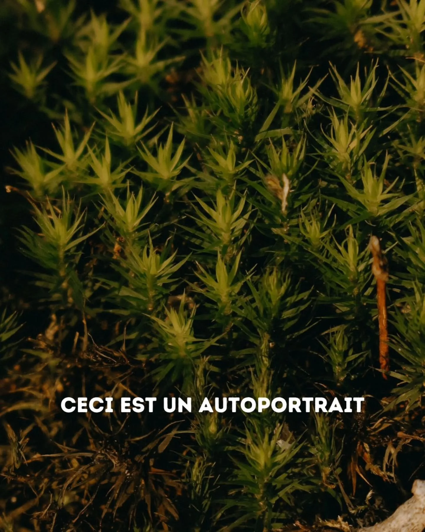 Tu regardes ces images et tu vois la nature.

Dans mes ateliers, je propose souvent une pratique qui s'appelle la Marche Miroir.
 
Tu fermes les yeux. Une autre personne te guide en silence, par la main. 

Elle te fait toucher l'&eacute;corce d'un ar