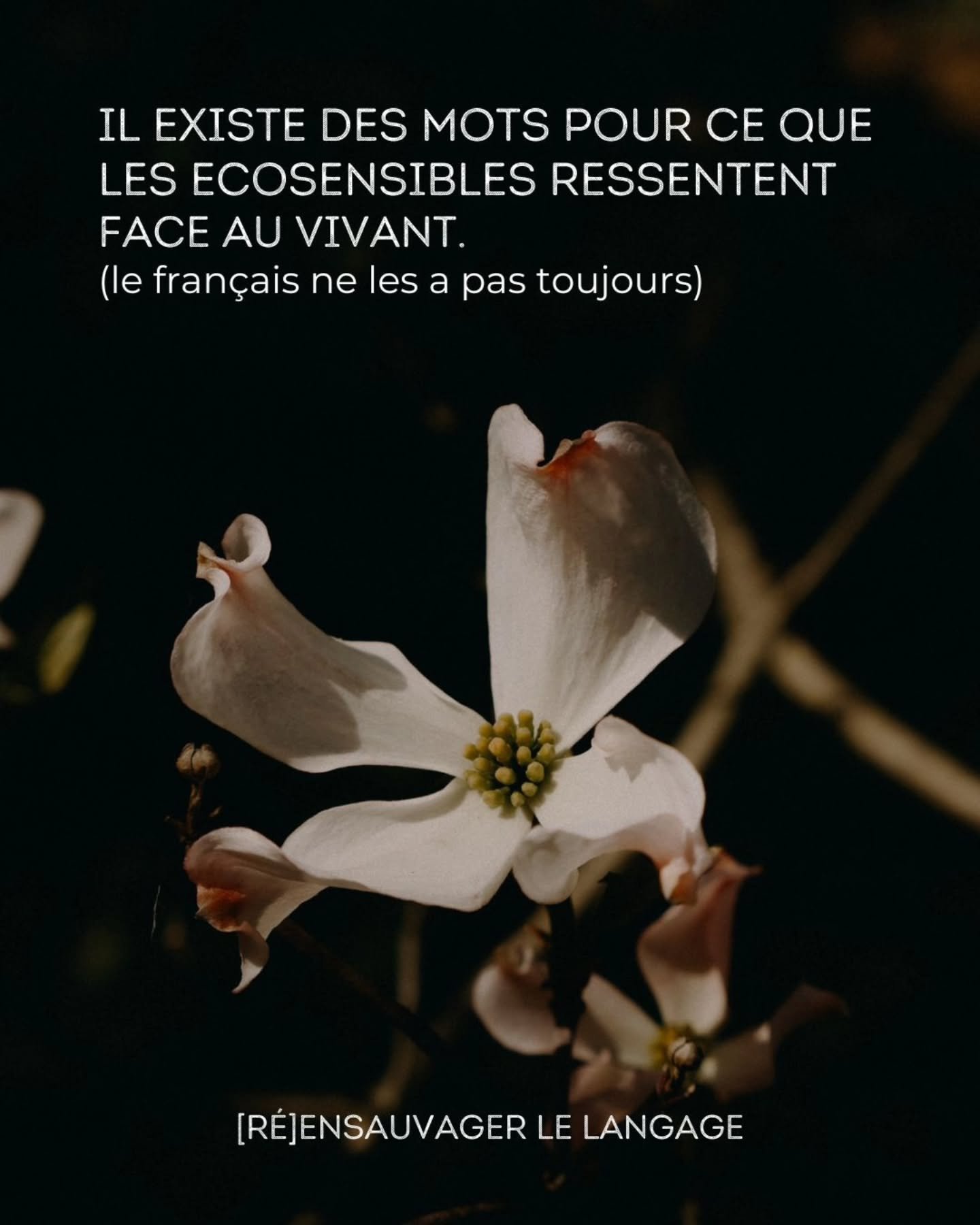 Trois mots. Trois cultures. Trois fa&ccedil;ons de nommer ce que le fran&ccedil;ais laisse sans voix.

Downshifter, cynefin, g&ouml;kotta. Je les ai rencontr&eacute;s &agrave; des moments diff&eacute;rents, et ils disent tous la m&ecirc;me chose autr