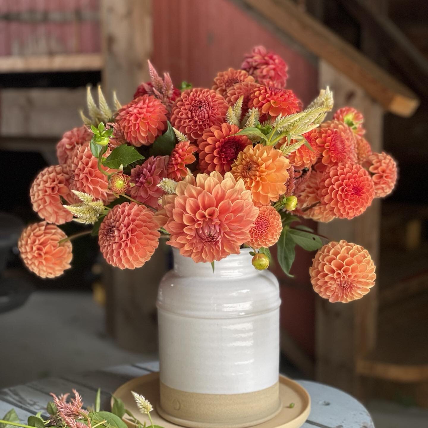 Another Sunday jug of leftover flowers - it&rsquo;s a mash up of 40 dahlias and a fistful of celosia.  With just a couple of weeks left before the frost shuts down our gardens these are soooo enjoyable!! 
#flowerfarmer #newenglandfarmerflorist 
#dahl
