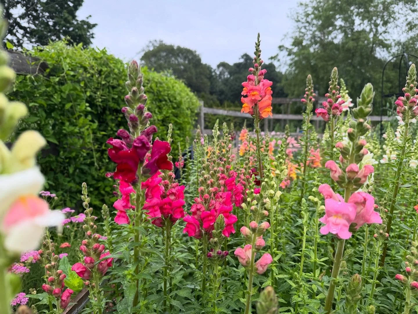 The lazy days of summer blasted in with the heat this week and the snaps are loving it!! Unfortunatley the weeds are loving it too . . . #ASCFG 
#farmerflorist #scituate