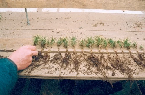 trees_board.jpg