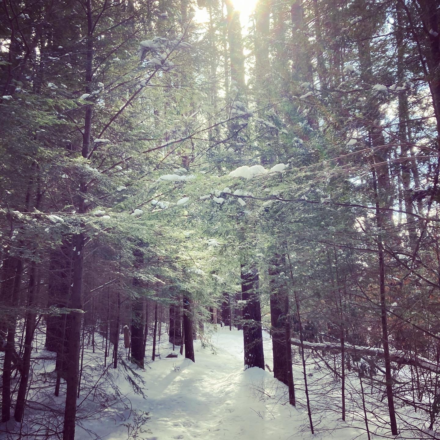 Snowy Day
