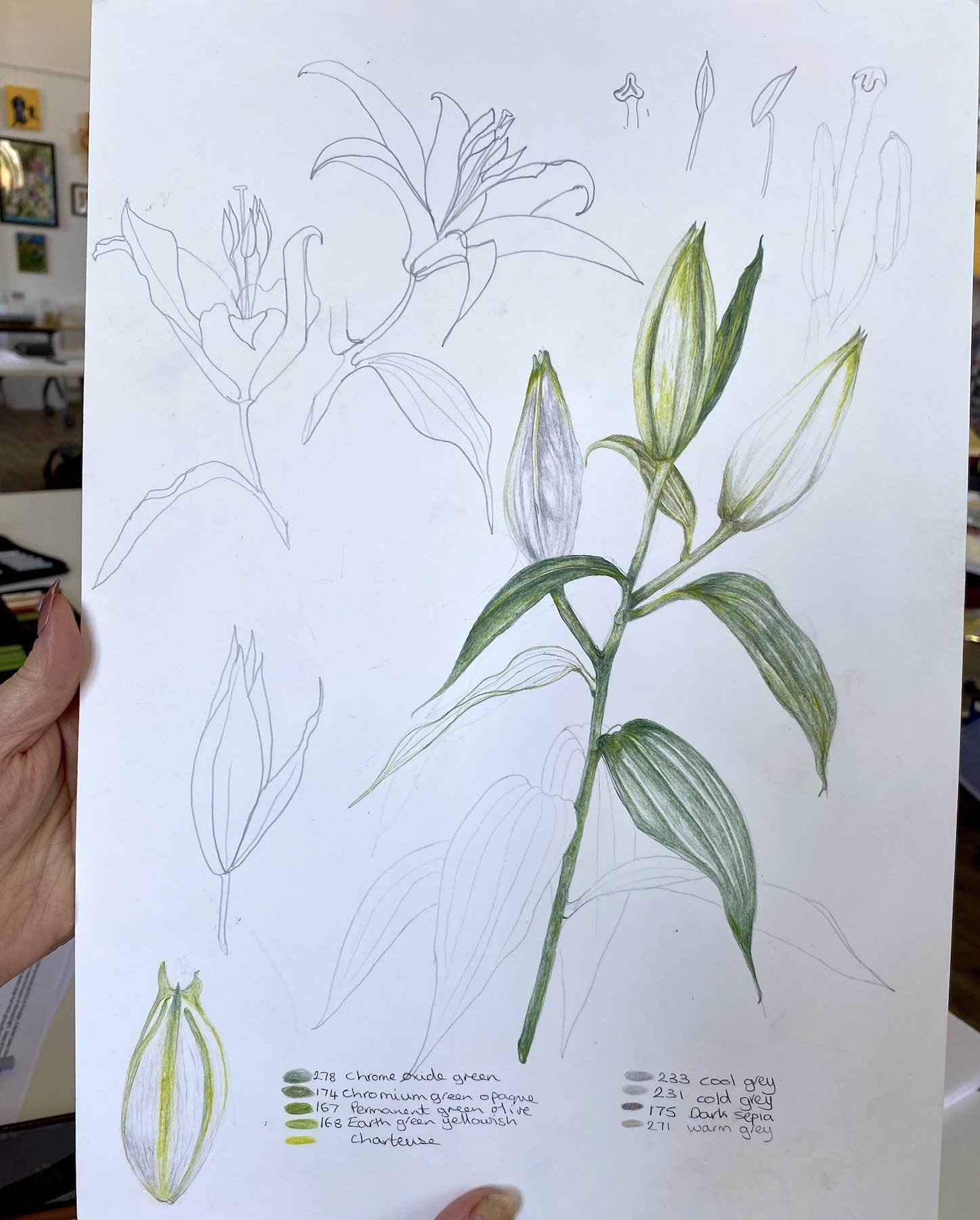 SophieSmith_botanicalArt_Example_coloured-pencil-3.jpeg