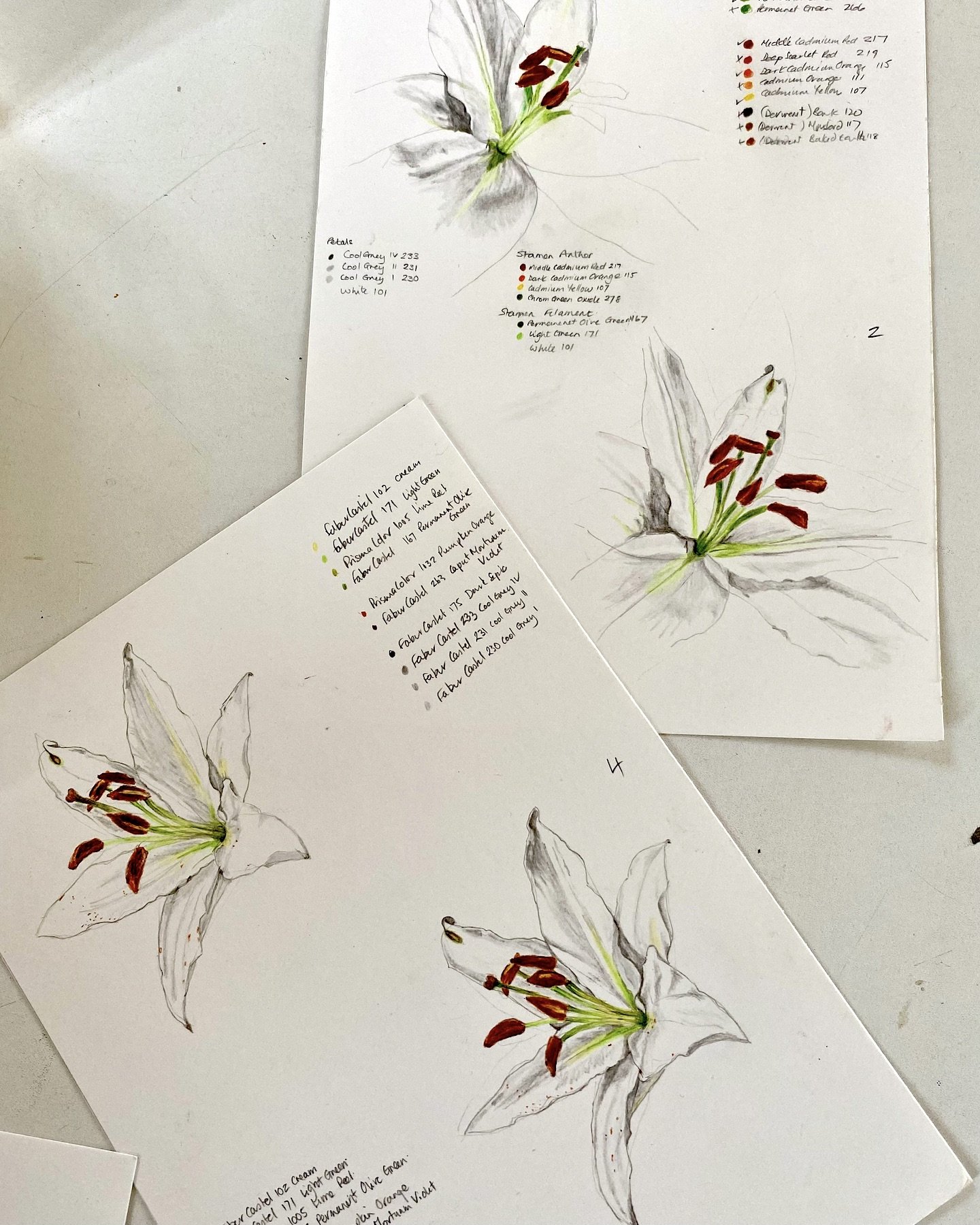 SophieSmith_botanicalArt_Example_notated-botanical_lily.jpeg