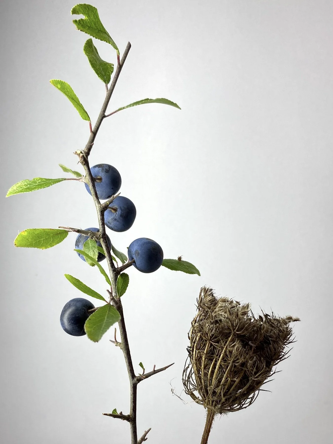 SophieSmith_BotanicalSketchbook-Autumn_3.jpeg