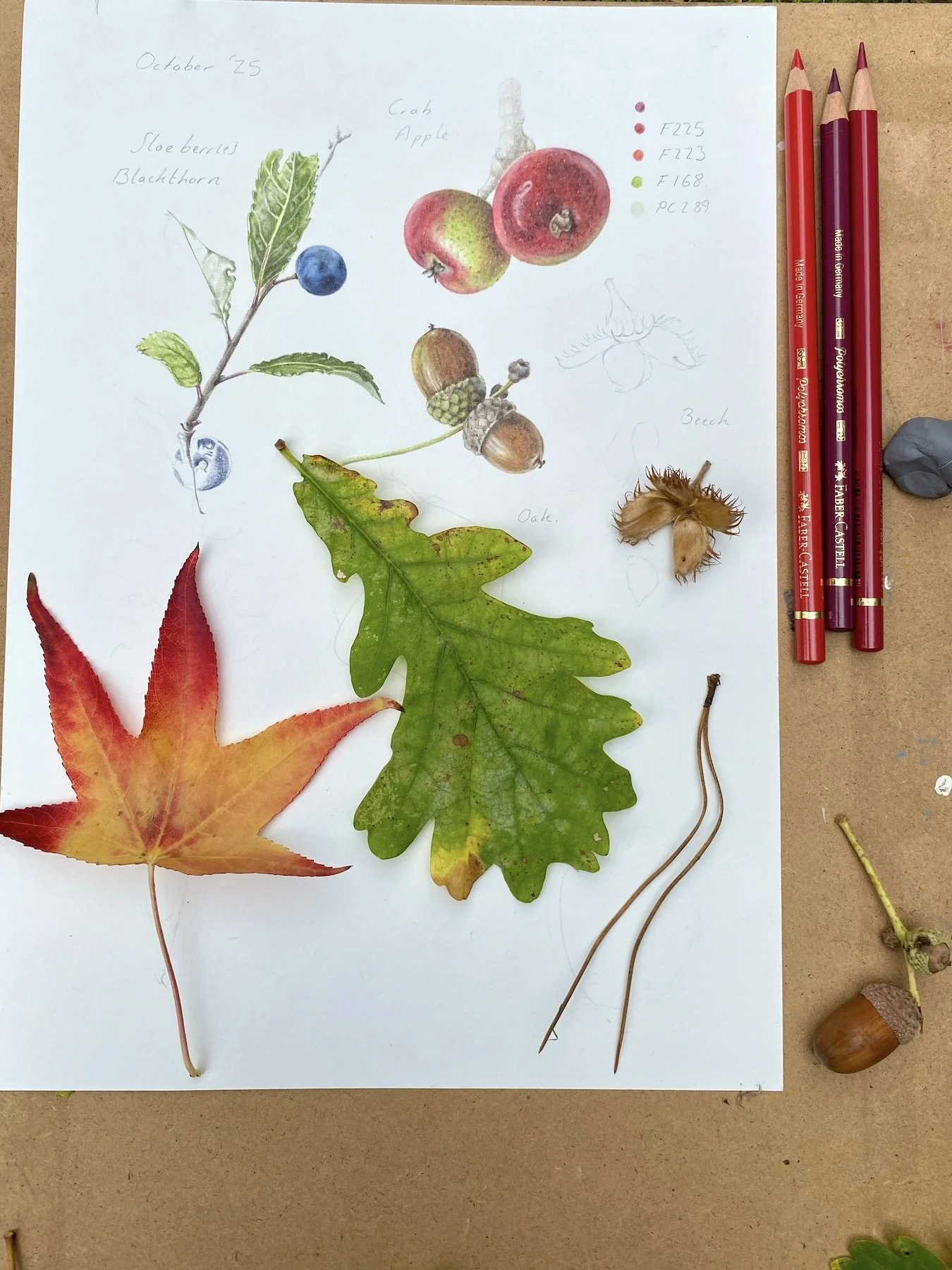 SophieSmith_BotanicalSketchbook-Autumn_2.jpeg