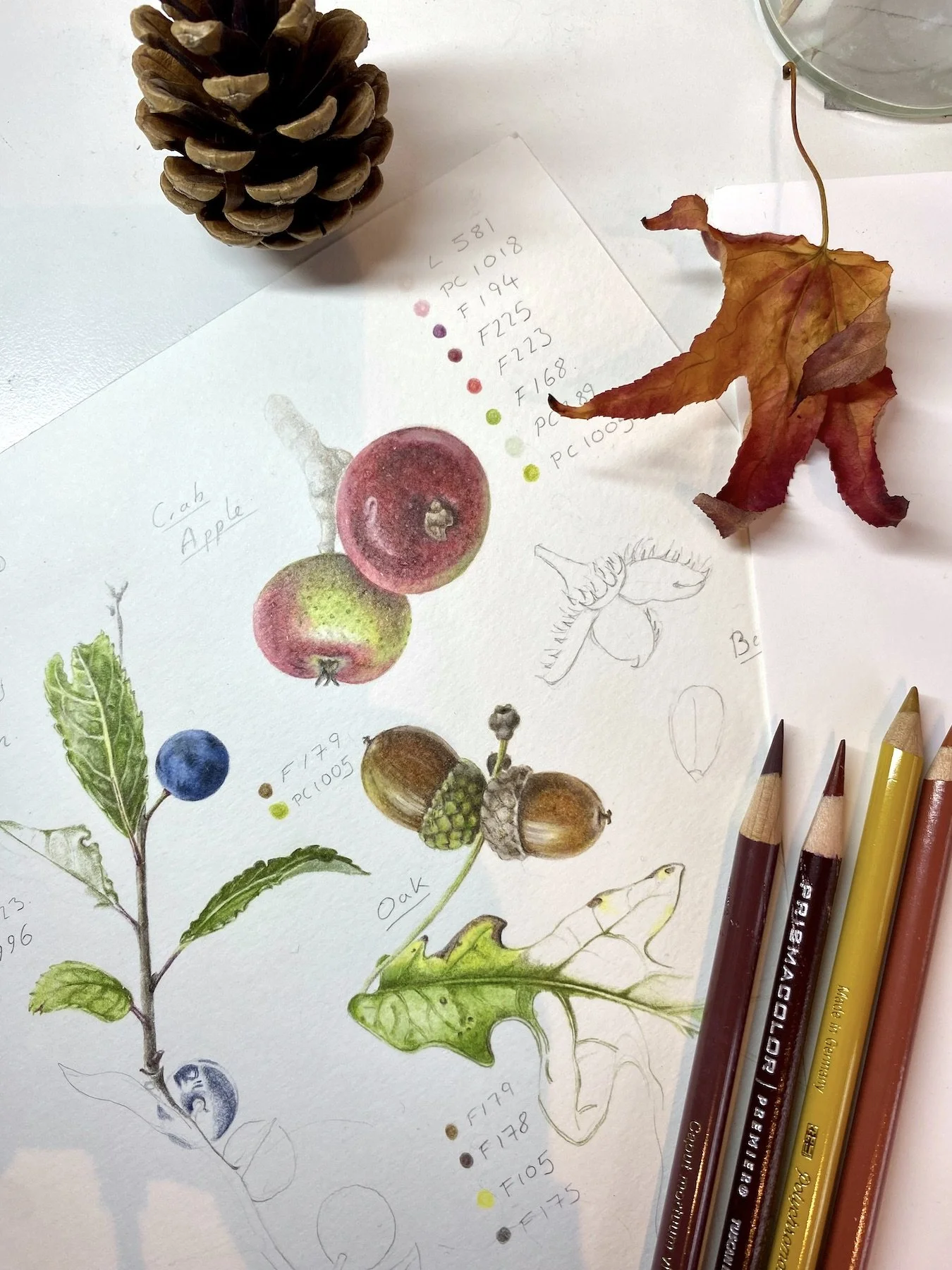 SophieSmith_BotanicalsSketchbook-Autumn_1.jpeg