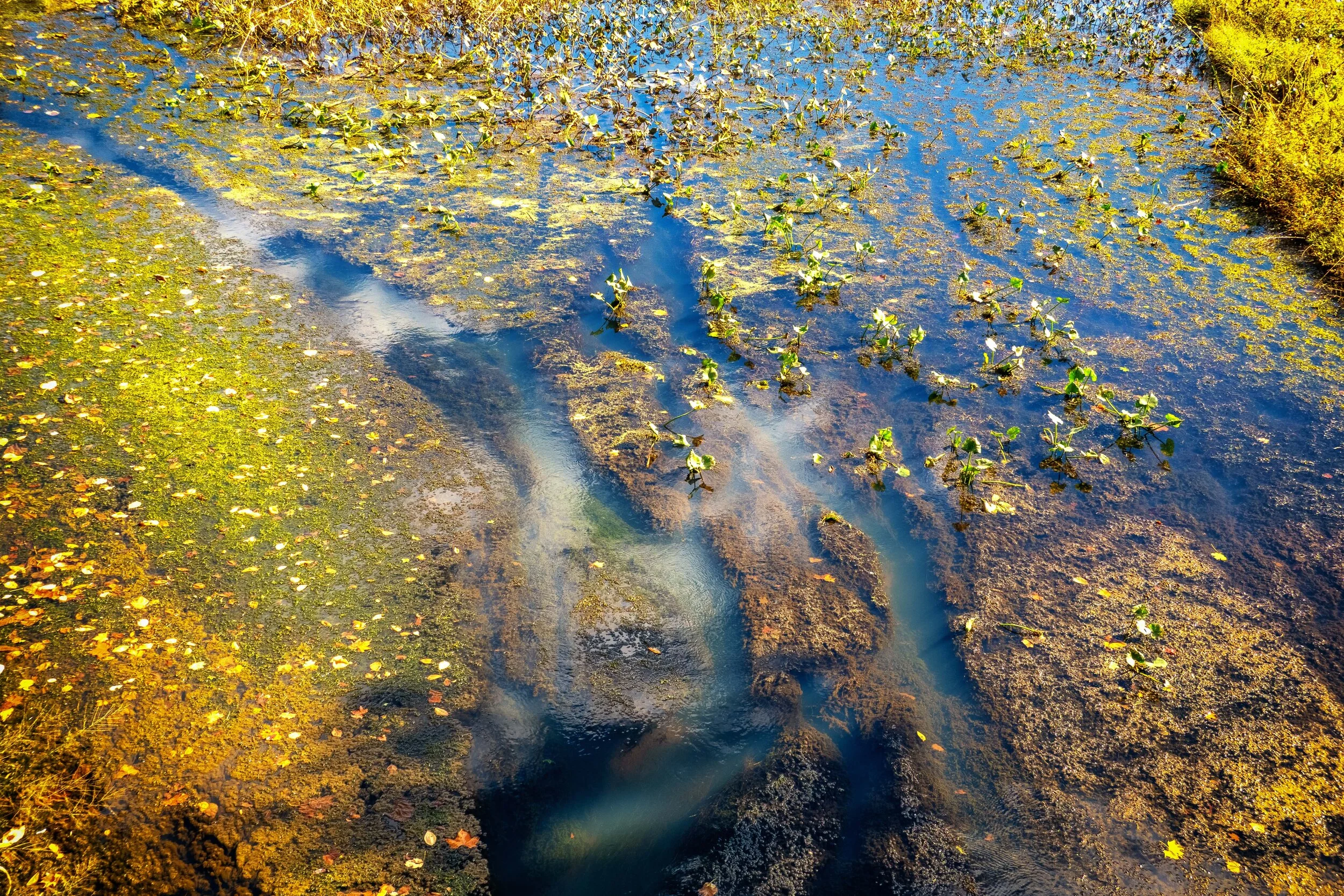 Autumn Abstract