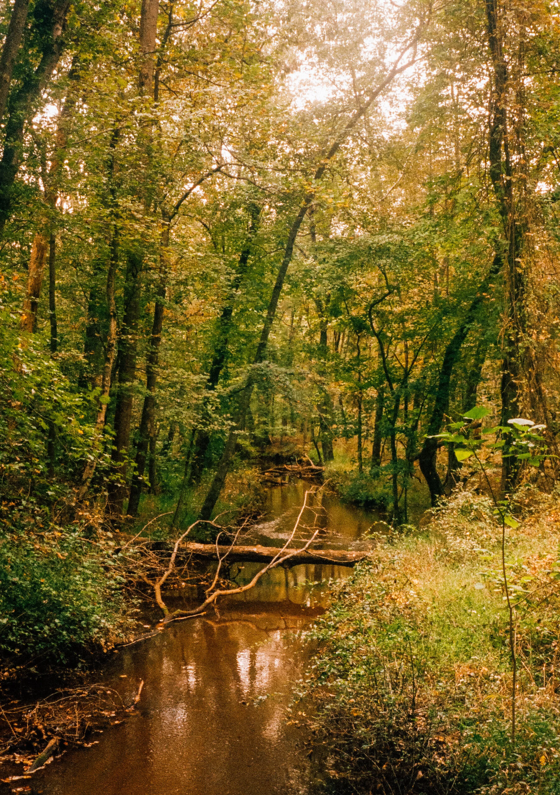River Flow.jpg