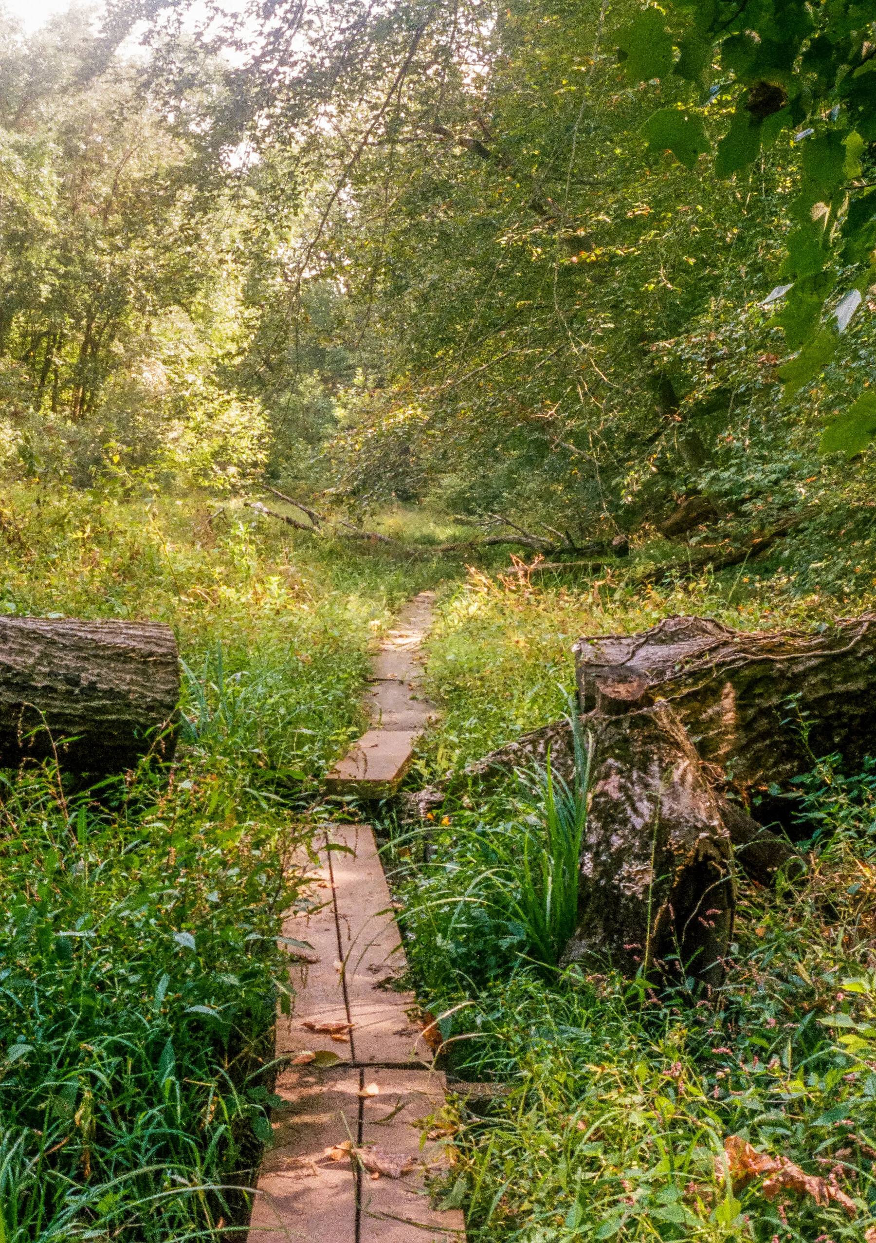 Path Cut.jpg