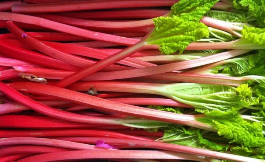 Rhubarb Sponge Pudding