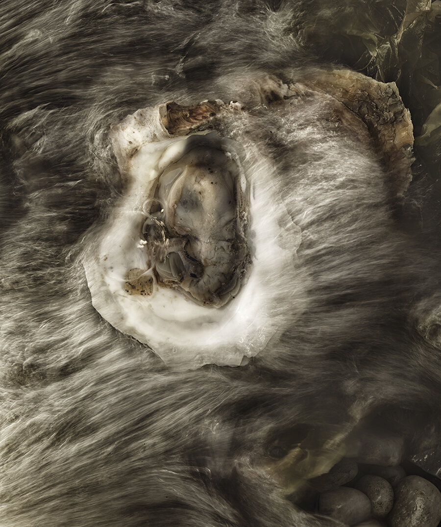 Frisky Oyster