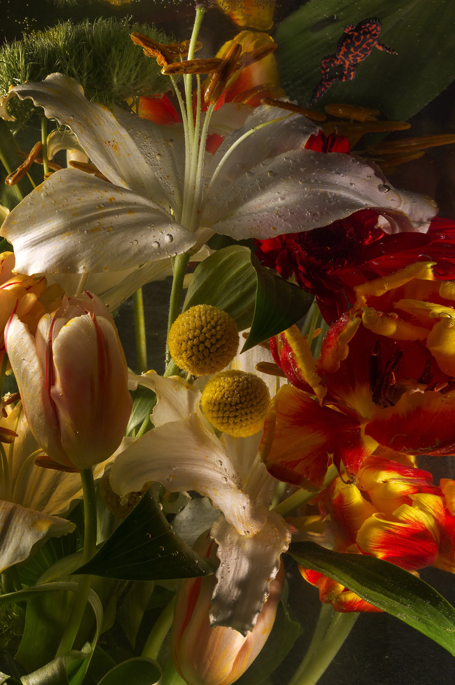 Flowers & Frog