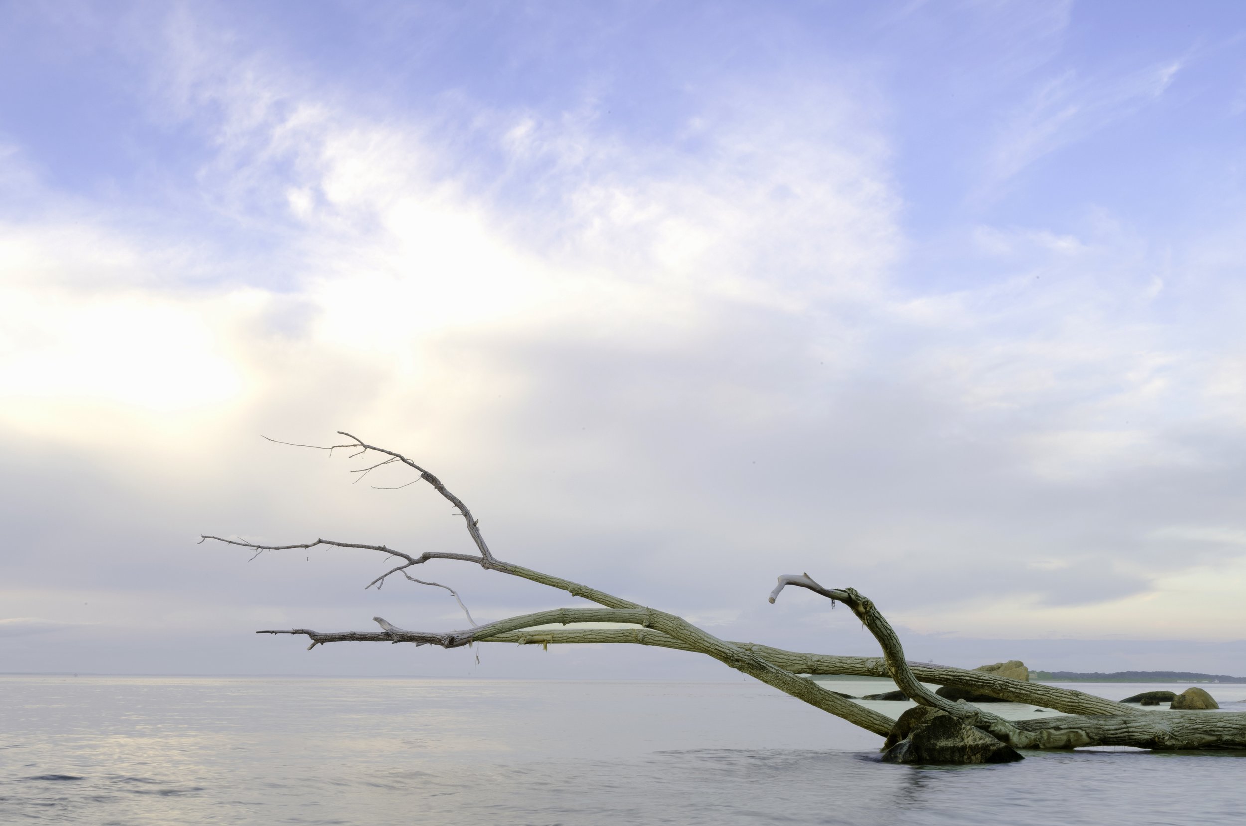Long Island Sound, Fallen Tree