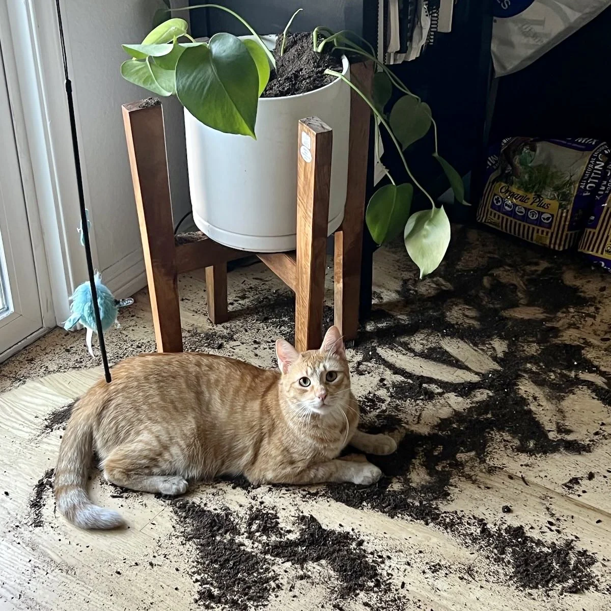 Toney sitting beside soil scattered across the floor