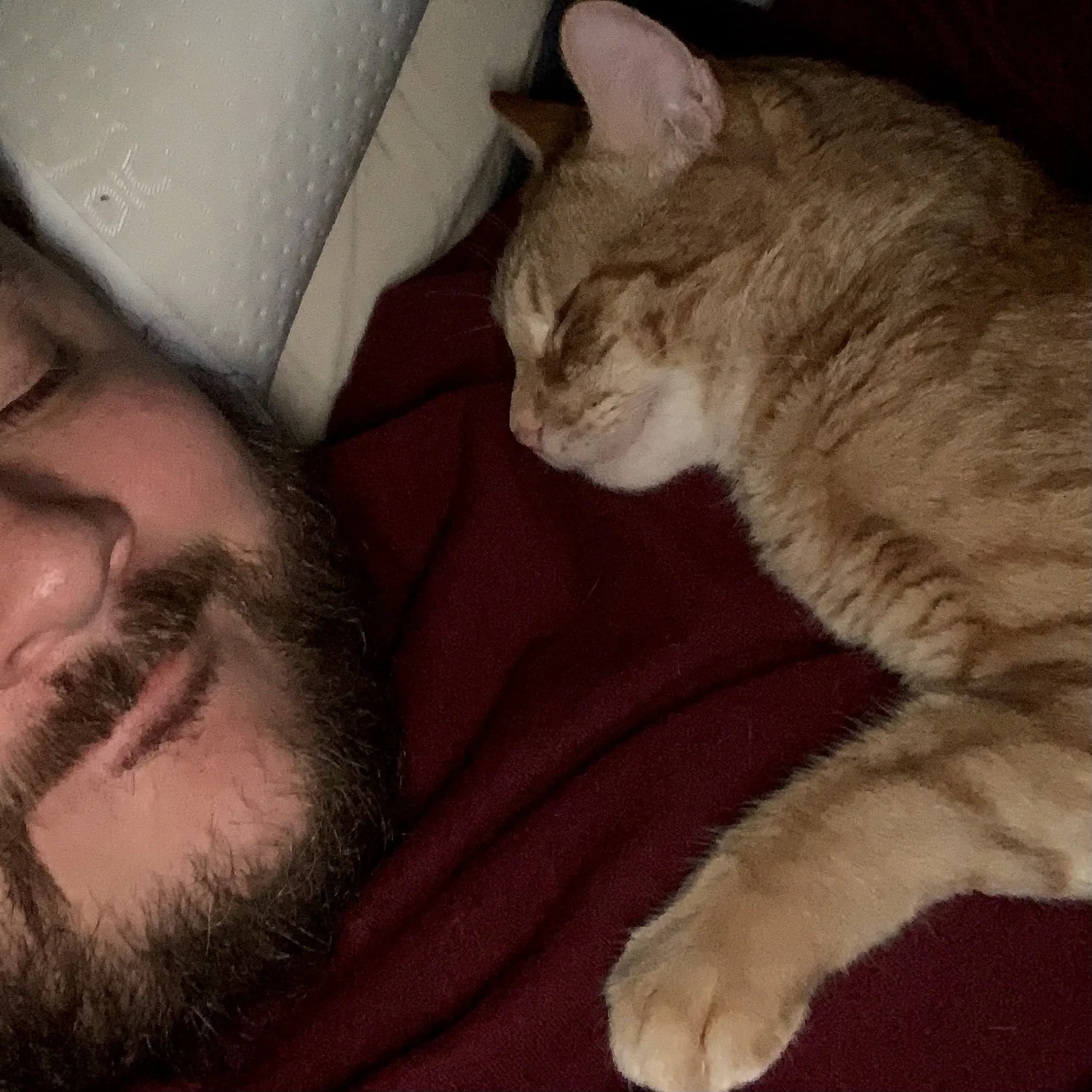 Toney sleeping beside Stephen Cabell